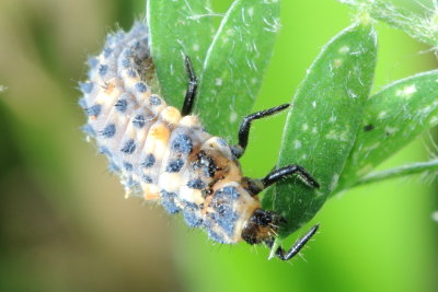 Variegated Lady Beetle (Hippodamia variegata)