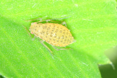 Yellow Clover Aphid (Therioaphis (Pterocallidium) trifolii)