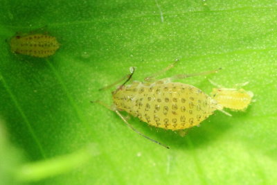 Yellow Clover Aphid (Therioaphis (Pterocallidium) trifolii)