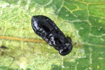Entedoninae