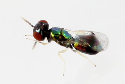 Entedoninae