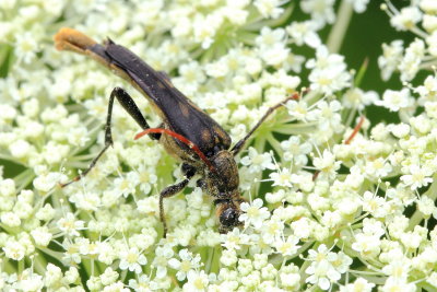 Bellamira scalaris (Lepturinae)