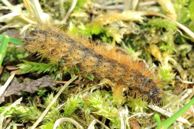 Salt Marsh Moth, Hodges#8131 Estigmene acrea