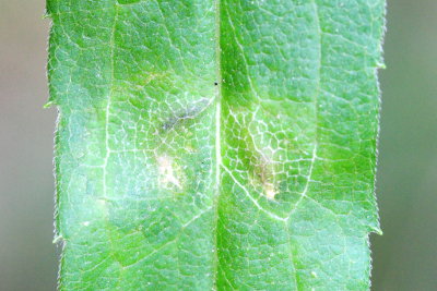 Tetrastichinae