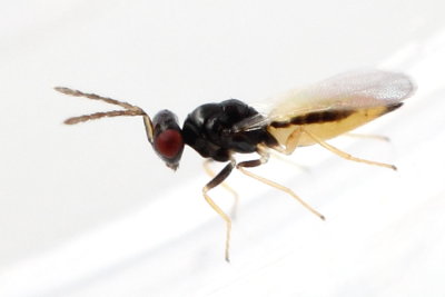 Tetrastichinae