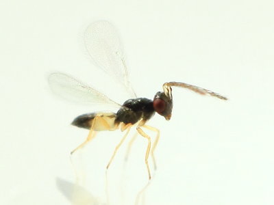 Tetrastichinae