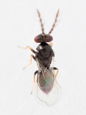 Tetrastichinae