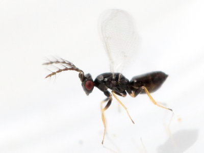 Tetrastichinae
