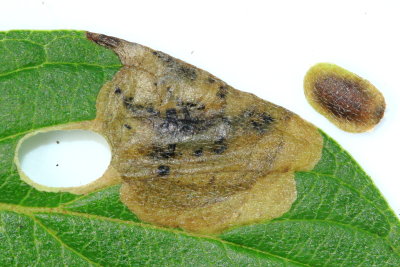 shield bearer moths - Encyclopedia of Life