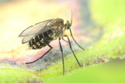 Asteromyia carbonifera (Cecidomyiinae)