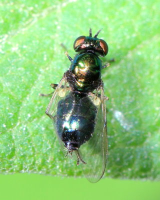 Microchrysa polita