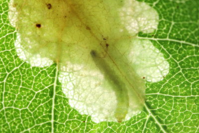 Locust Digitate Leafminer, Hodges#0657 Parectopa robiniella