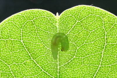 Locust Digitate Leafminer, Hodges#0657 Parectopa robiniella
