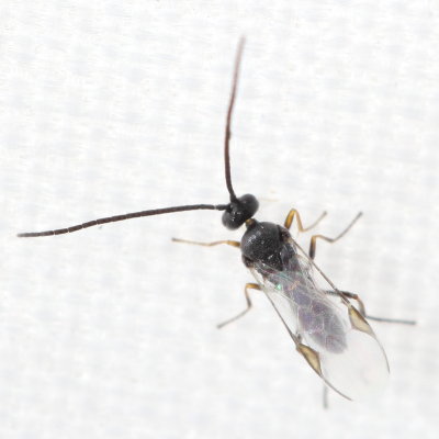 Pholetesor sp. (Microgastrinae)
