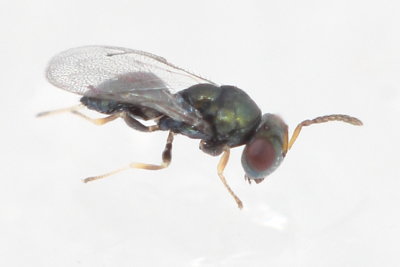 Pteromalid Wasp, family Pteromalidae