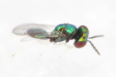 Eulophid Wasp