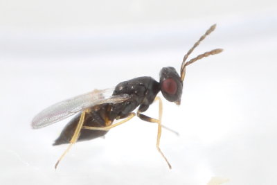 Eulophid Wasp