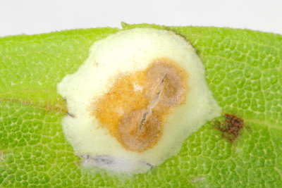 Asteromyia carbonifera (Cecidomyiinae)