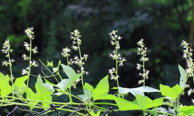 Wild Cucumber (Echinocystis lobata)