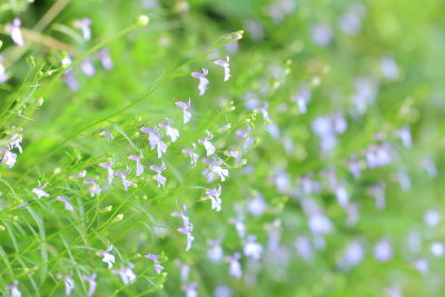 Brook Lobelia (Lobelia kalmii)