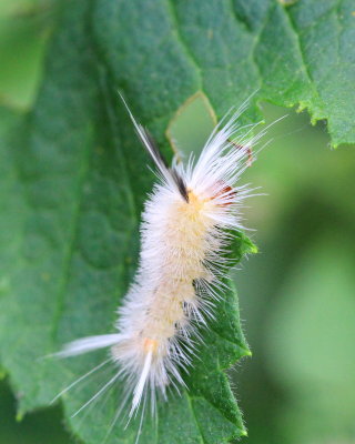 Banded Tussock Moth, Hodges#8203 Halysidota tessellaris