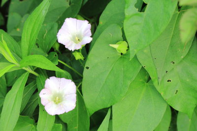 Hedge Bindweed (Calystegia sepium), family Convolvulaceae