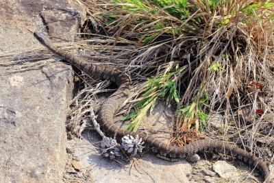 Northern Water Snake (Nerodia sipedon)