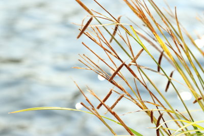 Nodding Sedge (Carex gynandra)