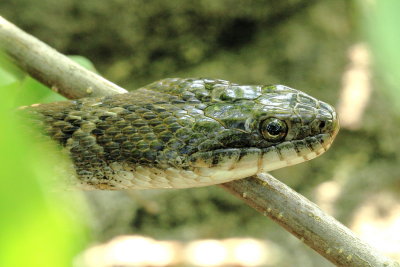 Northern Water Snake (Nerodia sipedon)