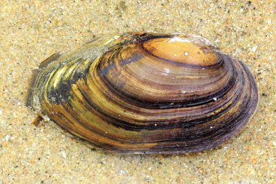 Giant Floater Mussel (Pyganodon grandis)