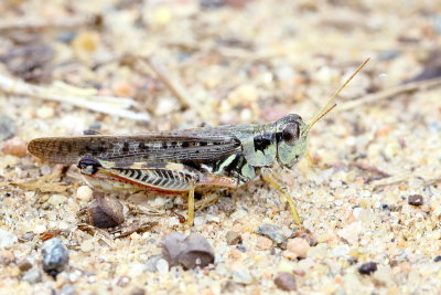 Melanoplus sanguinipes