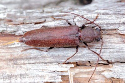 Arhopalus rusticus obsoletus (Spondylidinae)