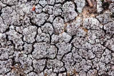 Zoned Dust Lichen (Lepraria neglecta)