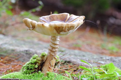 Lepiotoid mushroom