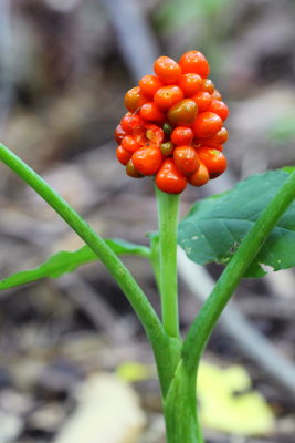 Jack-in-the-Pulpit (Arisaema triphyllum)