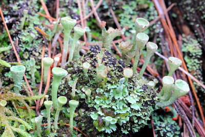 Pixie Cup (Cladonia chlorophaea)