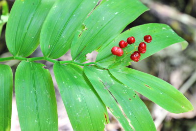 Star-flowered Solomon's Seal (Maianthemum stellatum)