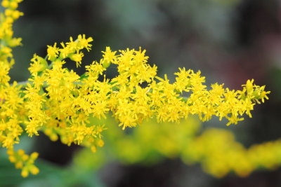 Gray Goldenrod (Solidago nemoralis)