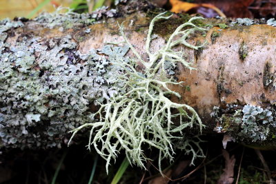 Family Parmeliaceae - Shield Lichens