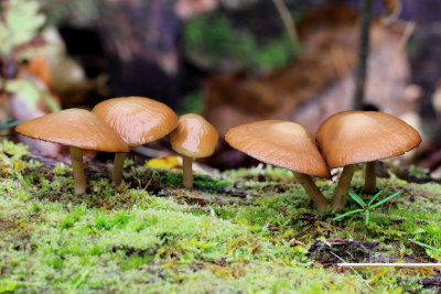 Galerina marginata