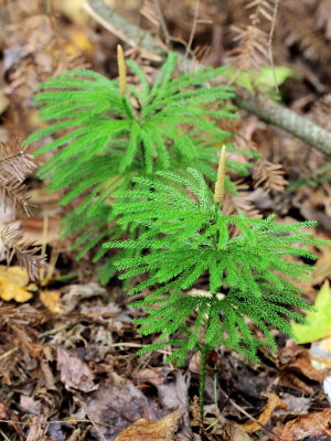 Prickly Tree Clubmoss (Dendrolycopodium dendroideum)