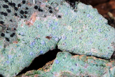 Frosted Comma Lichen (Chrysothrix caesia)