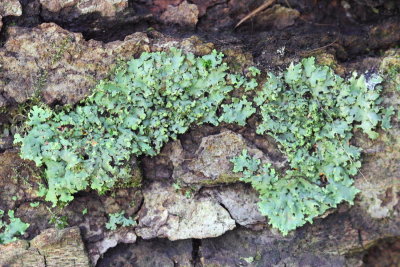 Orange-cored Shadow Lichen (Phaeophyscia rubropulchra)