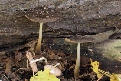 Pluteus sp.