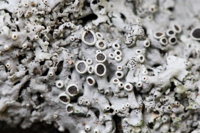 Hoary Rosette Lichen (Physcia aipolia)
