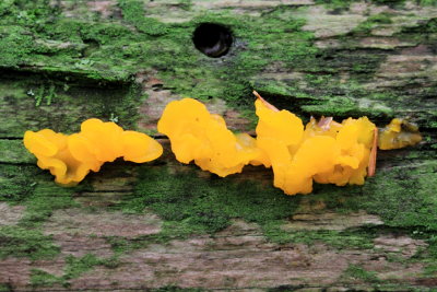 Witches' Butter (Tremella mesenterica)