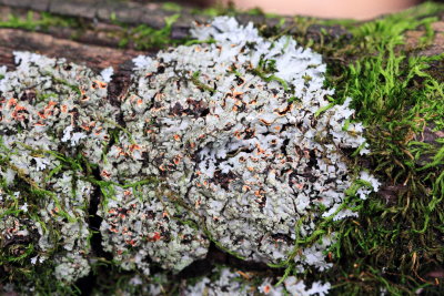 Orange-cored Shadow Lichen (Phaeophyscia rubropulchra)