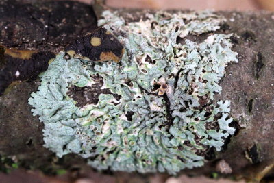 Physcia stellaris