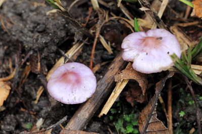 Inocybe lilacina cpx.