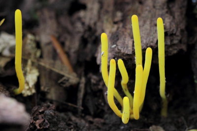 Clavulinopsis fusiformis